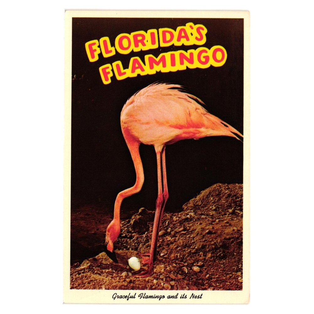 Florida Flamingo Postcard Graceful Flamingo Nest Sarasota Jungle Gardens Vintage